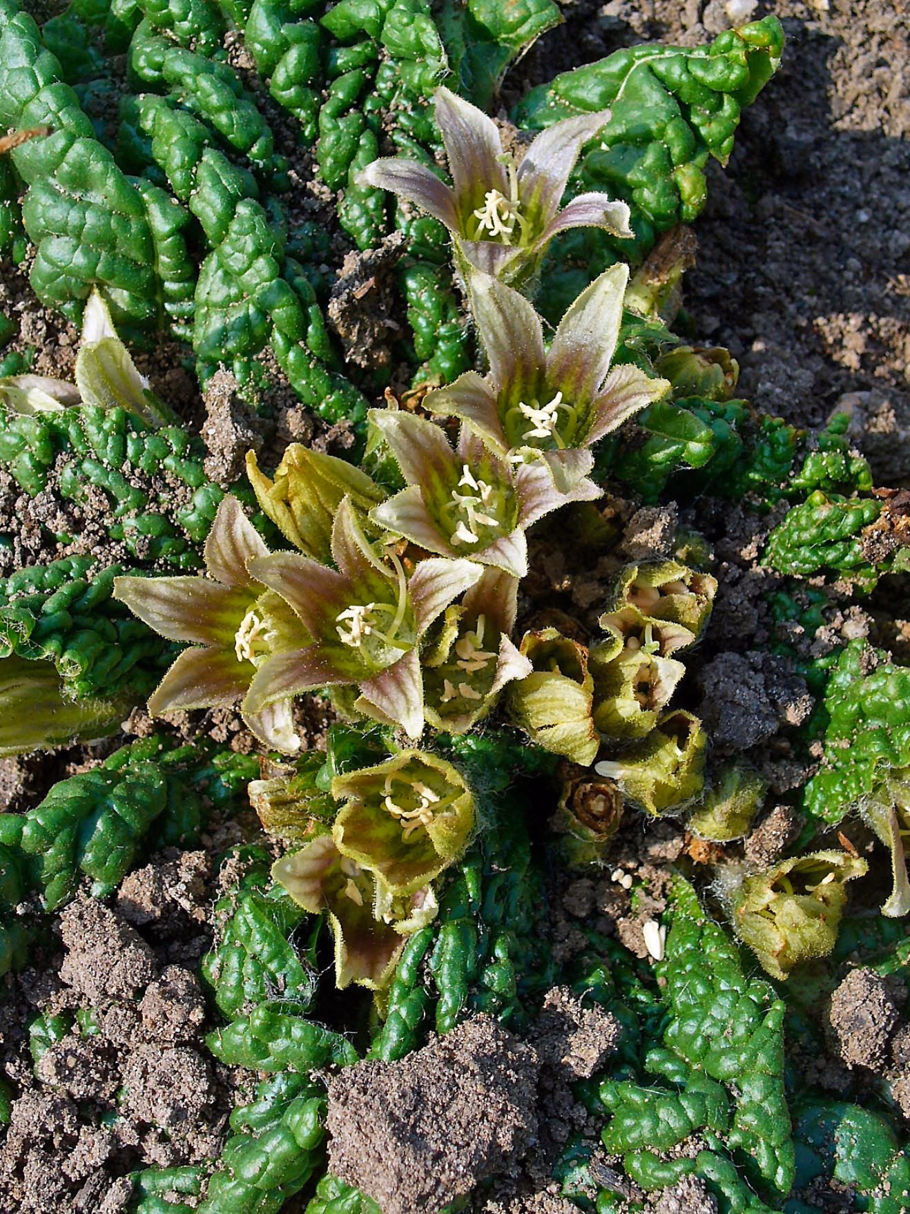 ¿Qué características tienen las especies de Mandragora?