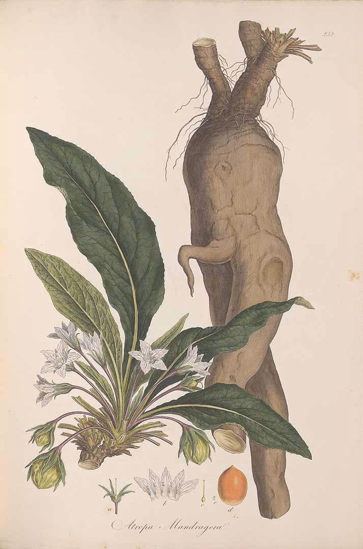 ¿Qué características tienen las especies de Mandragora?