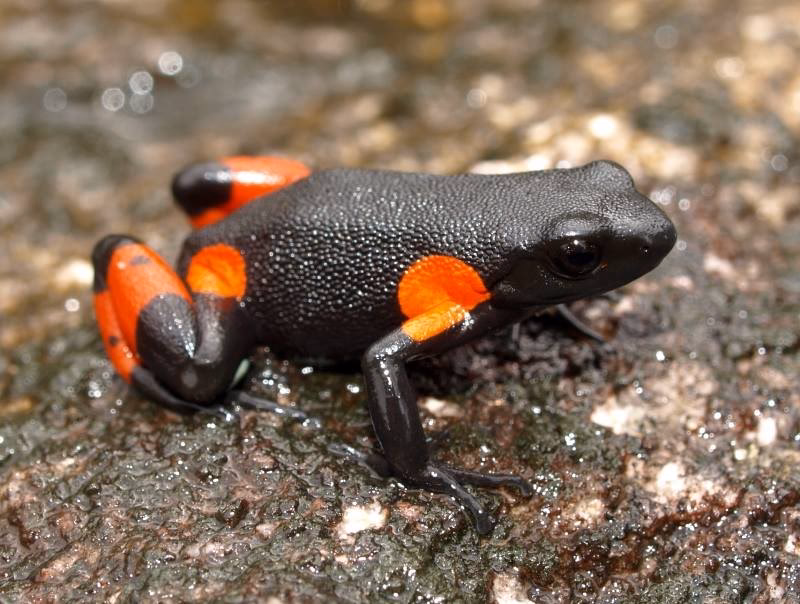 How does Mantella work?