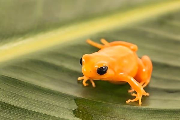How does Mantella work?