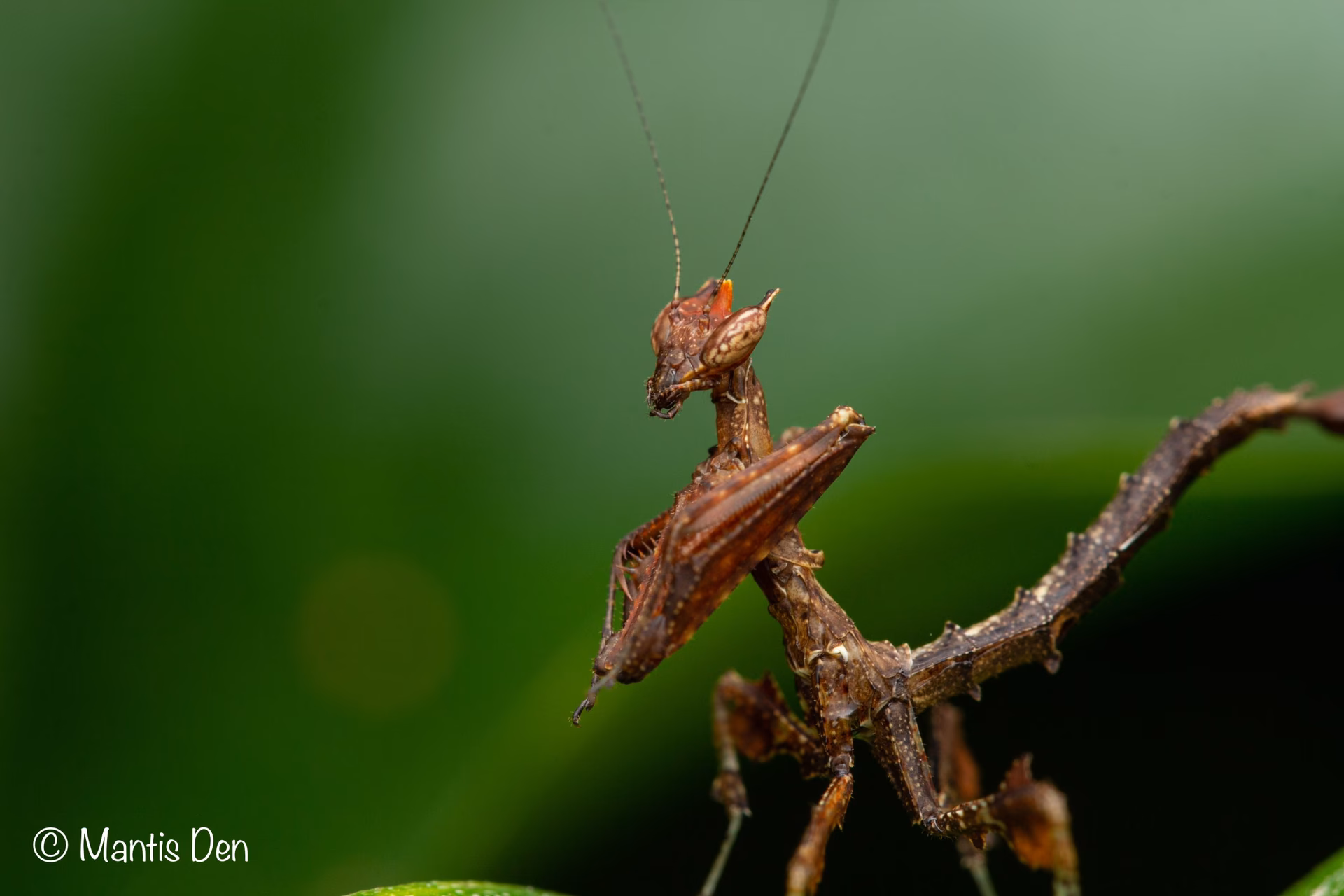 What is a mantis Dragon?
