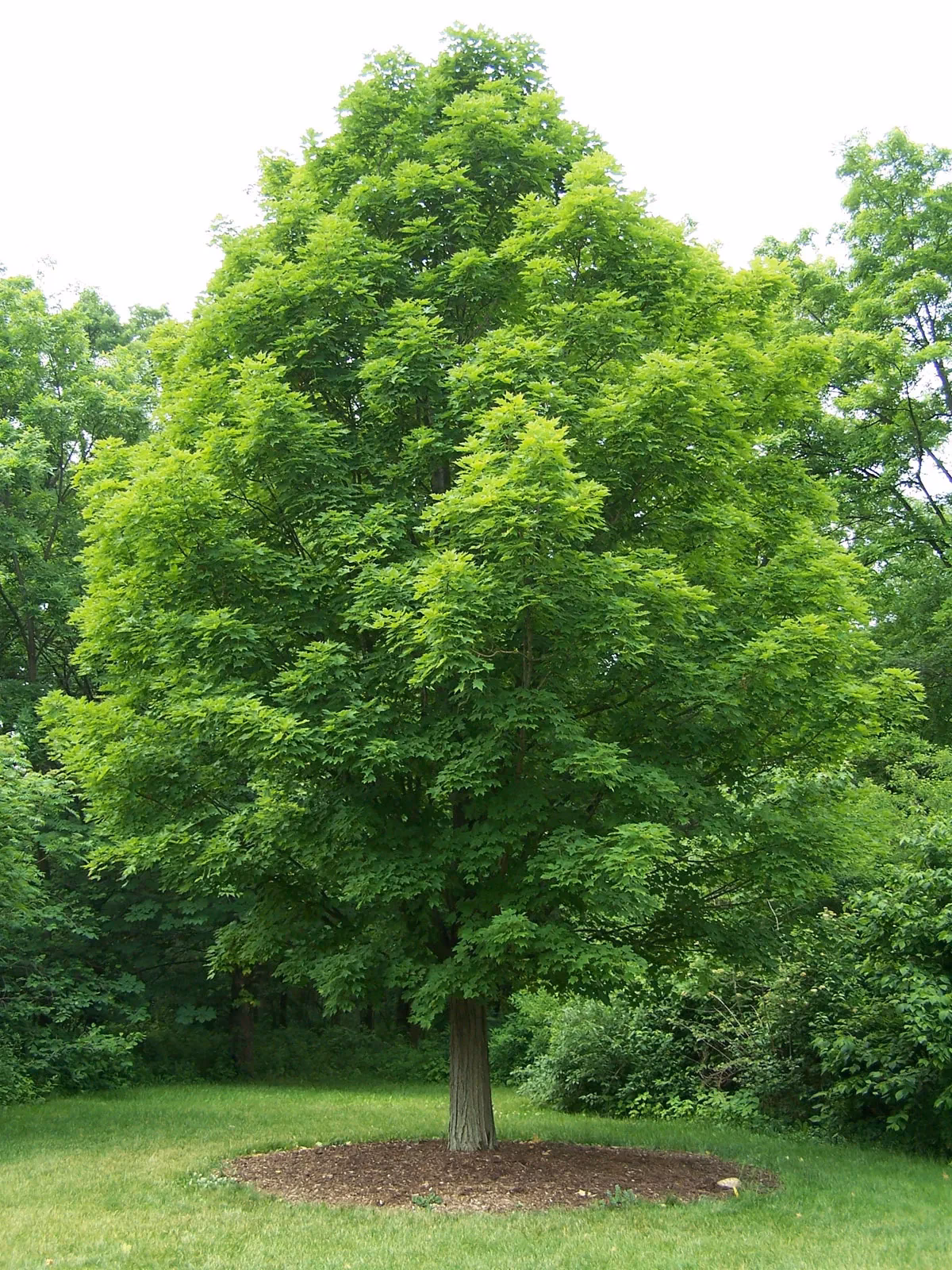 What does the name Maple mean in English?
