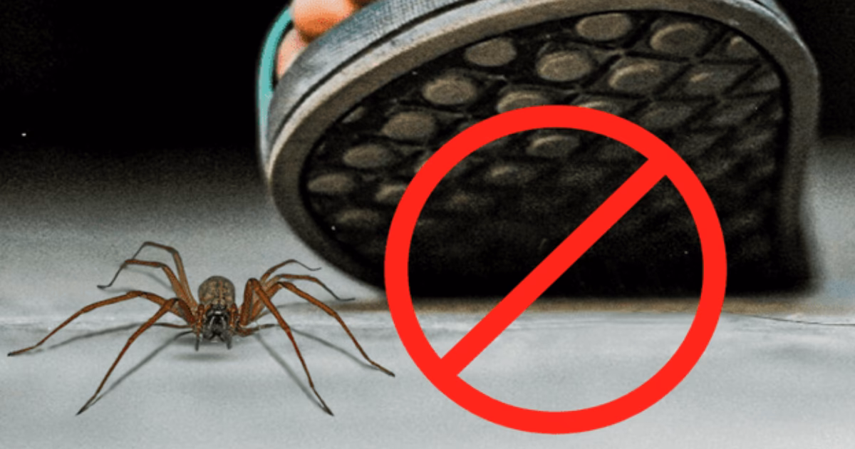 ¿Cómo matar a la araña de patas largas?