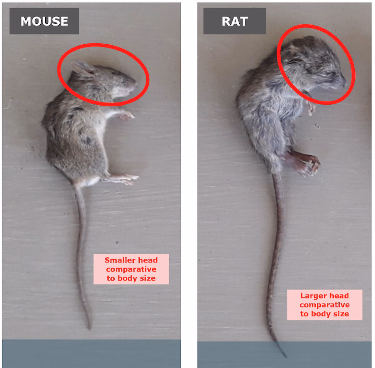 How do I use mouse compare?
