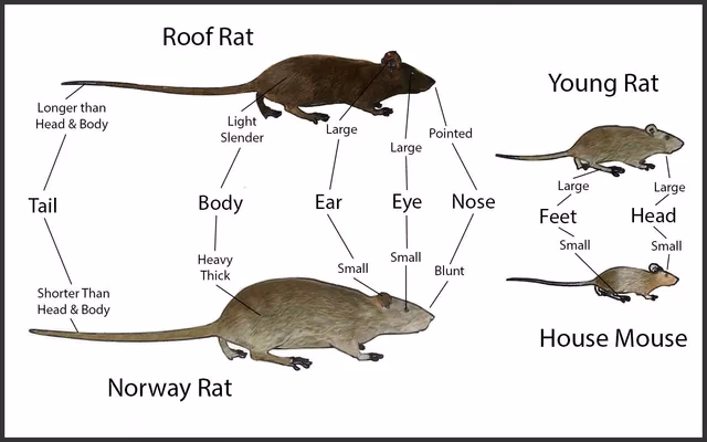 How do I use mouse compare?