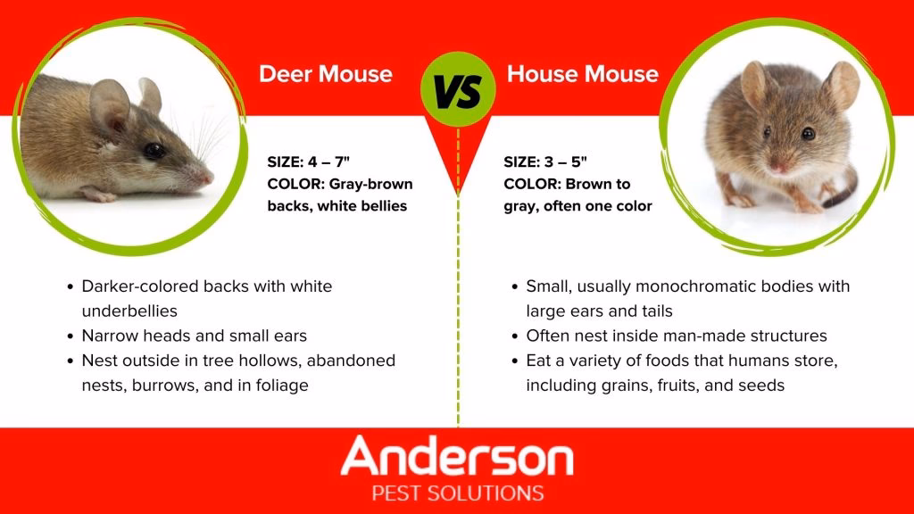 Does mouse compare use affiliate links?