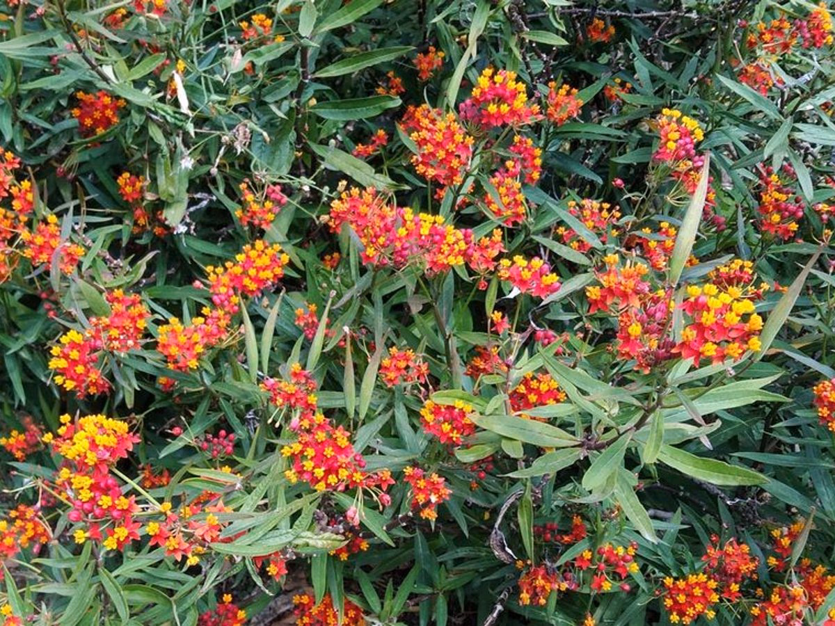 What is common milkweed?