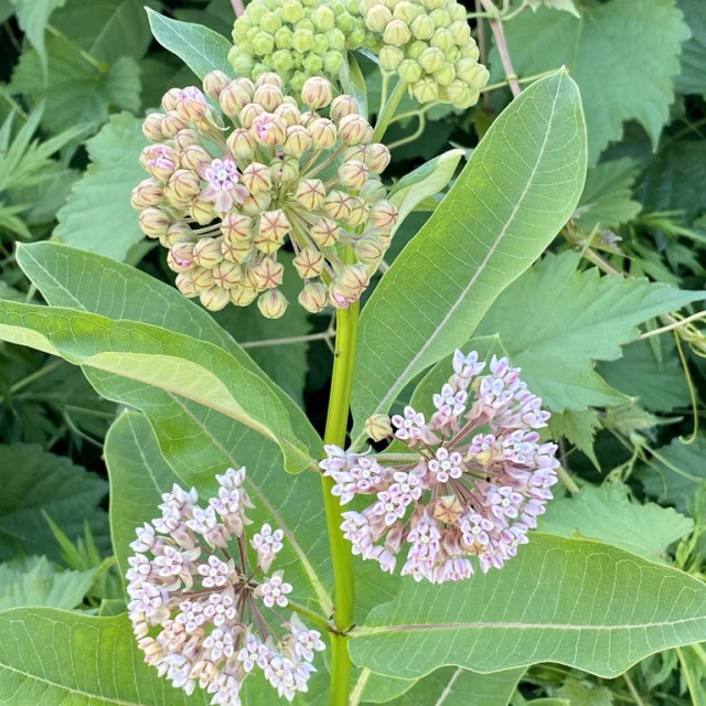 What is common milkweed?