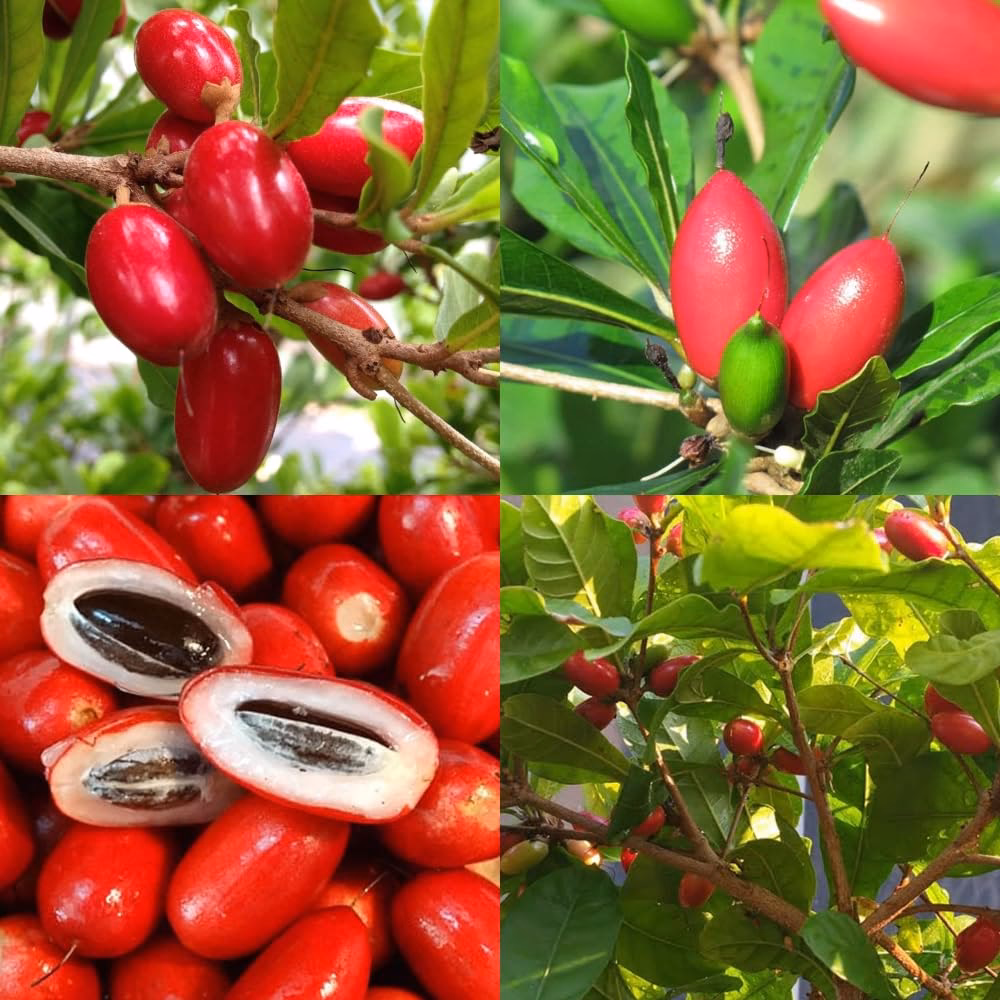 How many times can you use a miracle fruit?