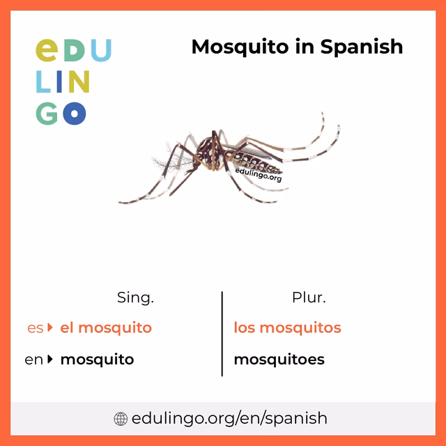 Where did the word mosquito come from?