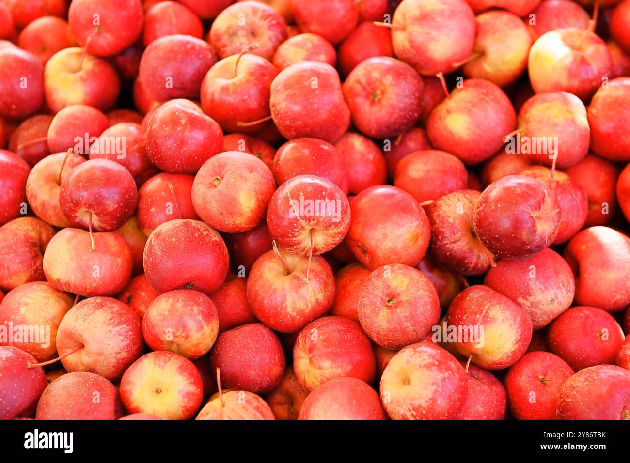 Where is mountain fruits located?