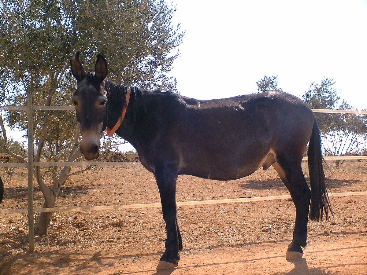 What is a Mule Shoe?