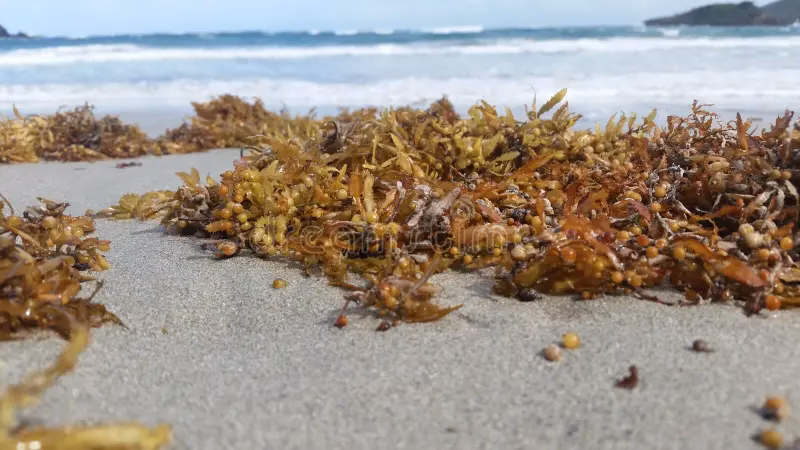 ¿Cuál es la diferencia entre el gel de musgo de mar y los comprimidos?