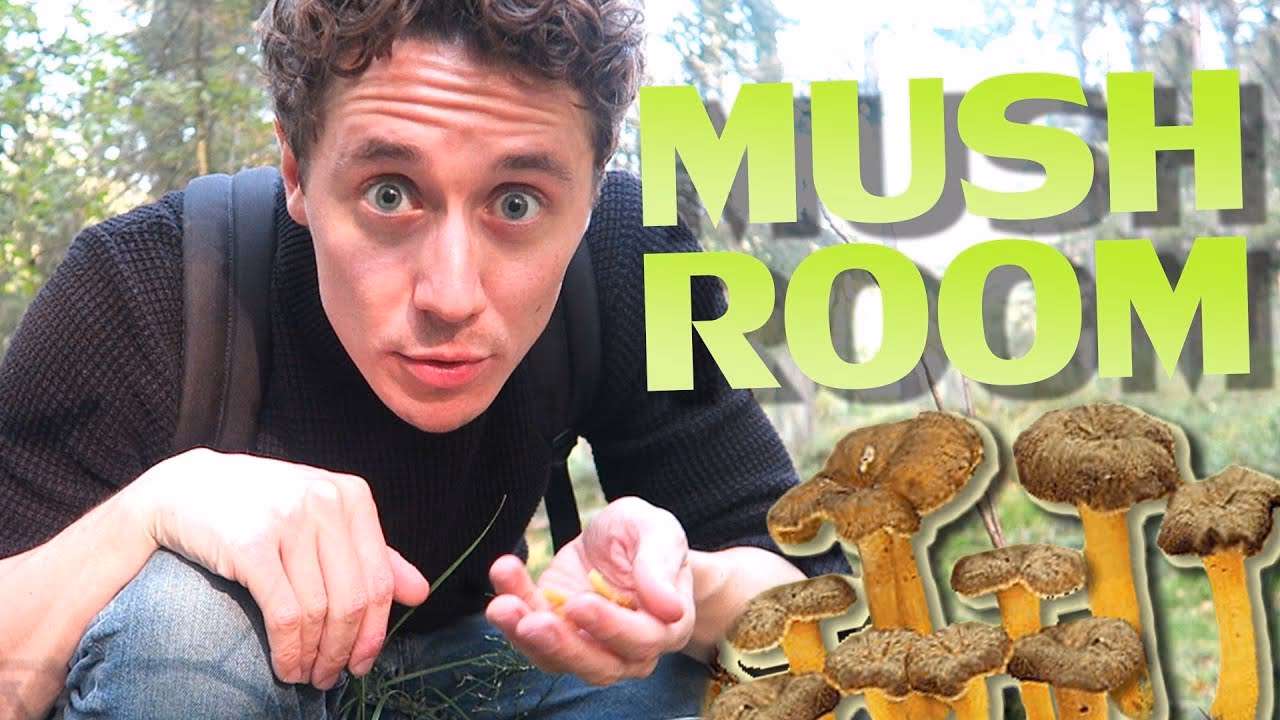 What is a mushroom program?