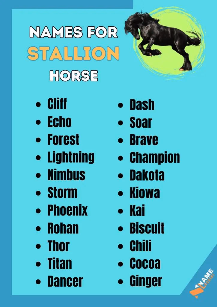 What is a type of horse?