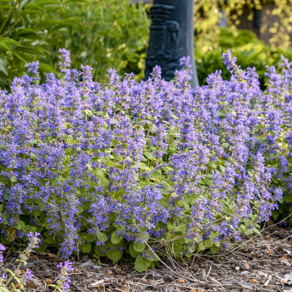 ¿Qué es la Nepeta cataria?