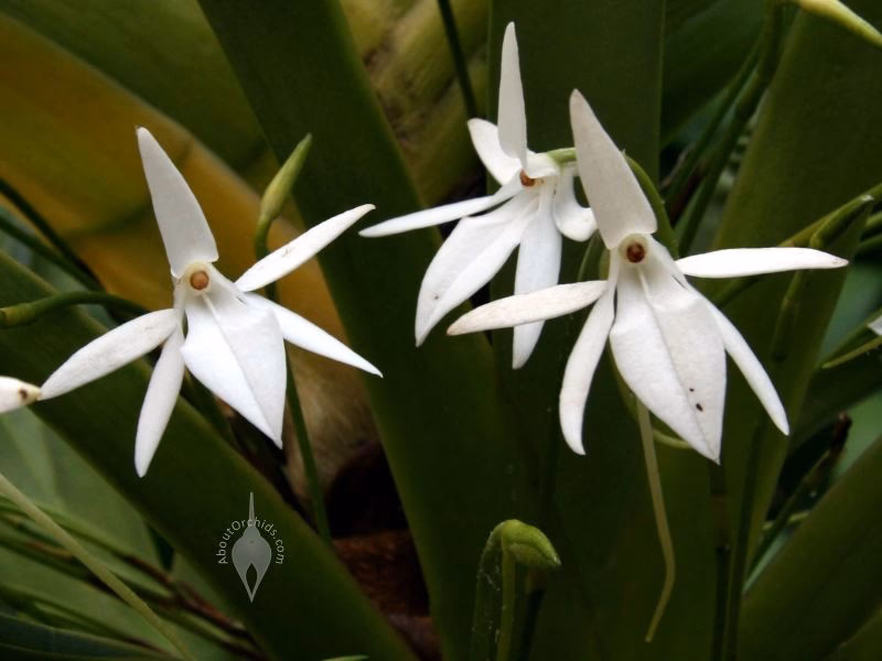 Are orchids fragrant in the evening?