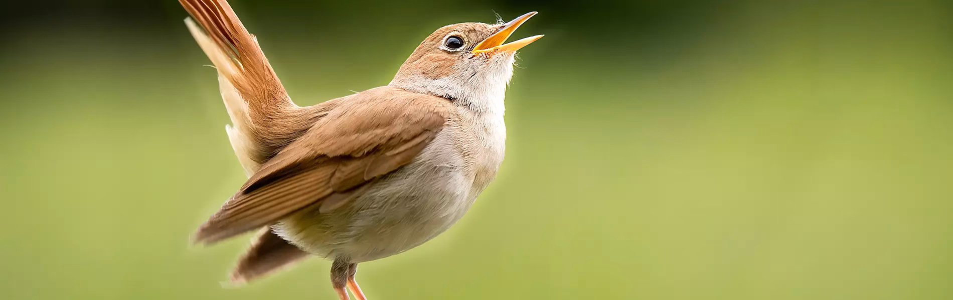 ¿Qué es la gestión de Nightingale?