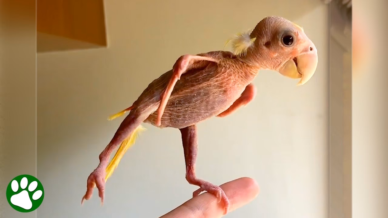 Do featherless birds exist?