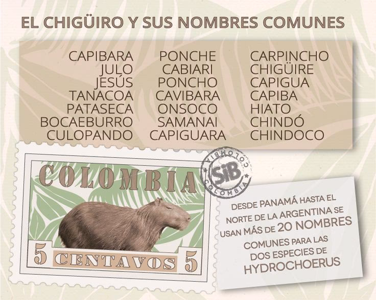 ¿Cuáles son los nombres de las capibaras?