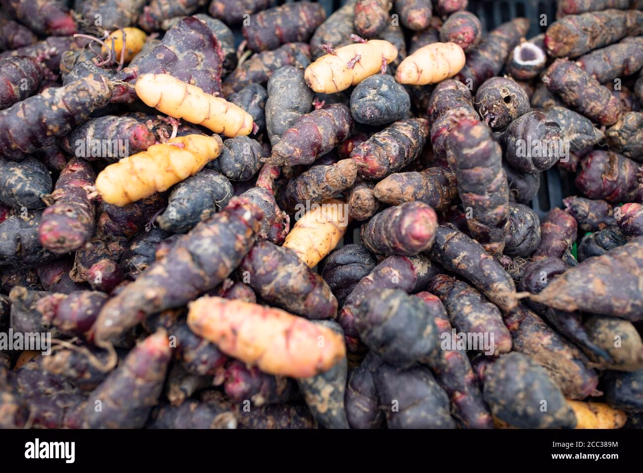 What does OCA mean in Spanish?