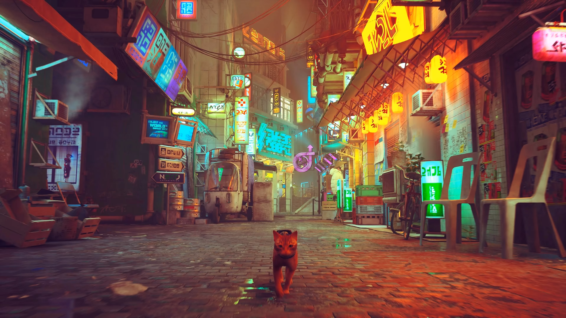 ¿Cuál es la historia de Stray?