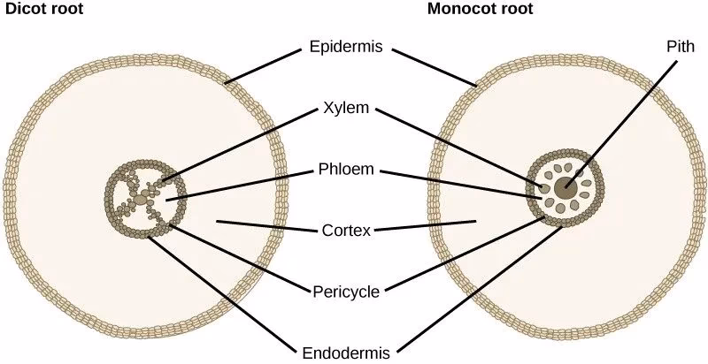 What does pith stand for?