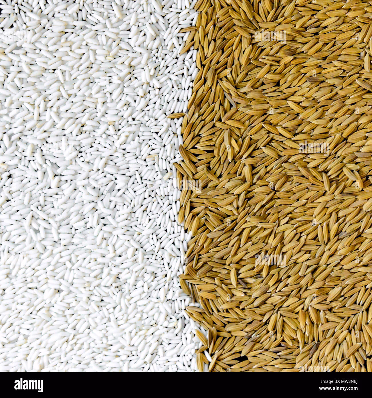 Why is paddy rice important?