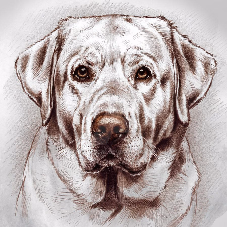 How many animal pencil drawing ideas are there?