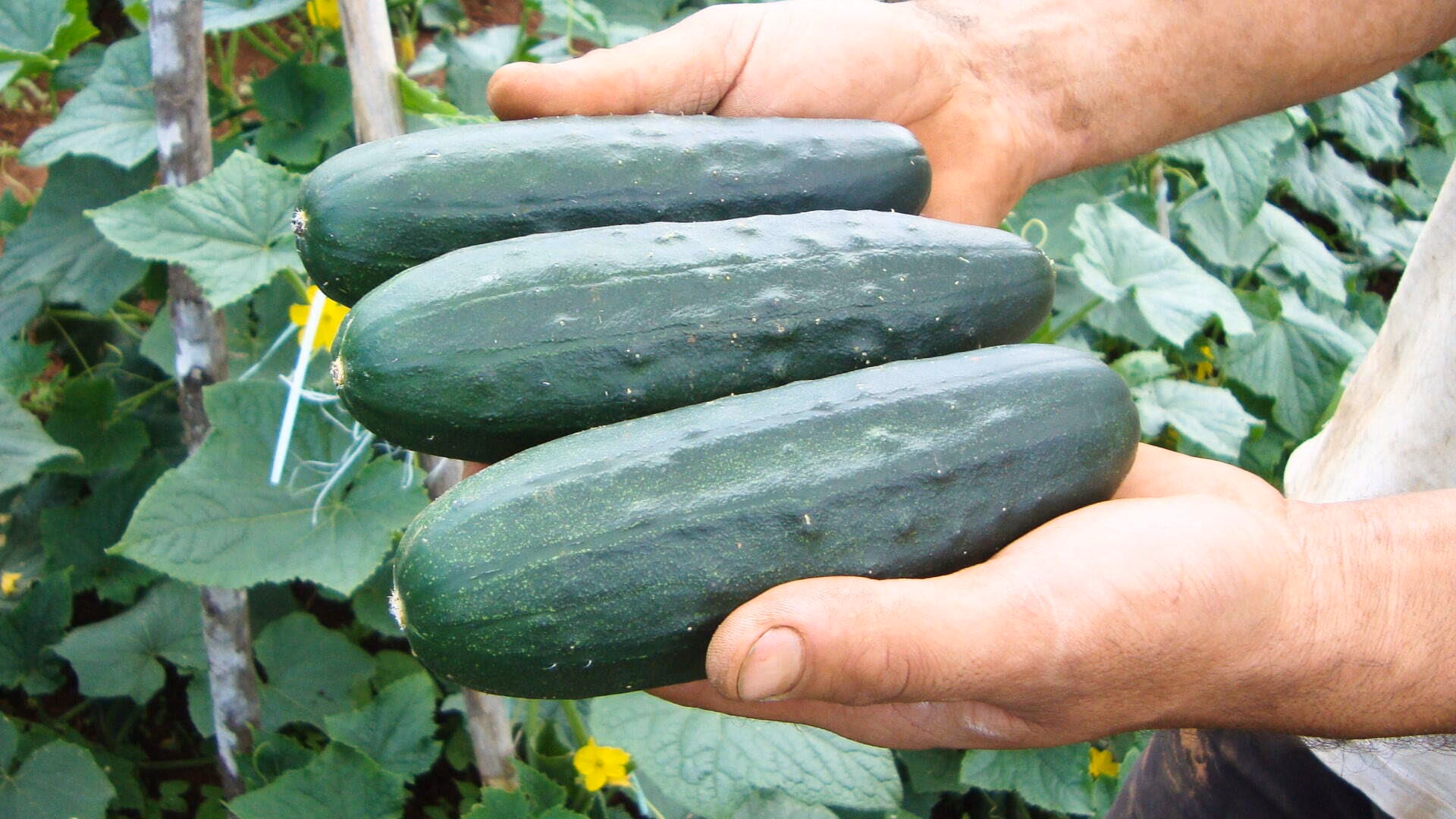 ¿Qué necesita el pepino para crecer?