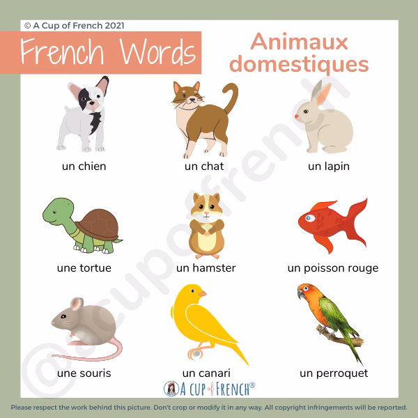 Comment faire une traduction automatique de 'Pet' ?