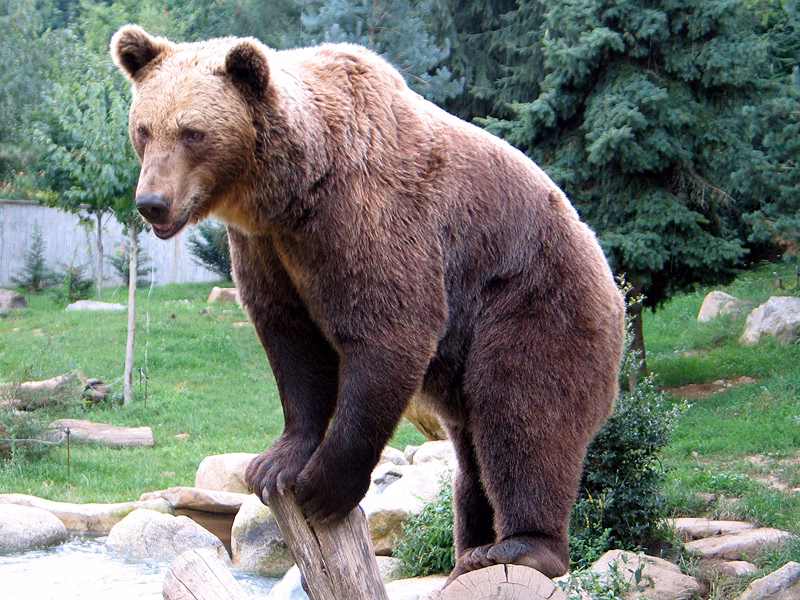 Who is bearphoto?