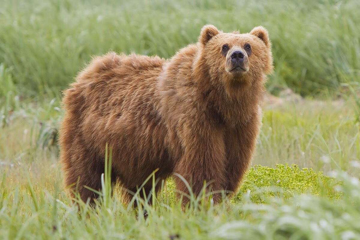 Where can I find Bear stock photos?
