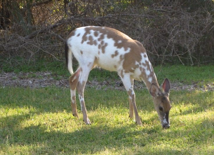 What is a piebald deer?