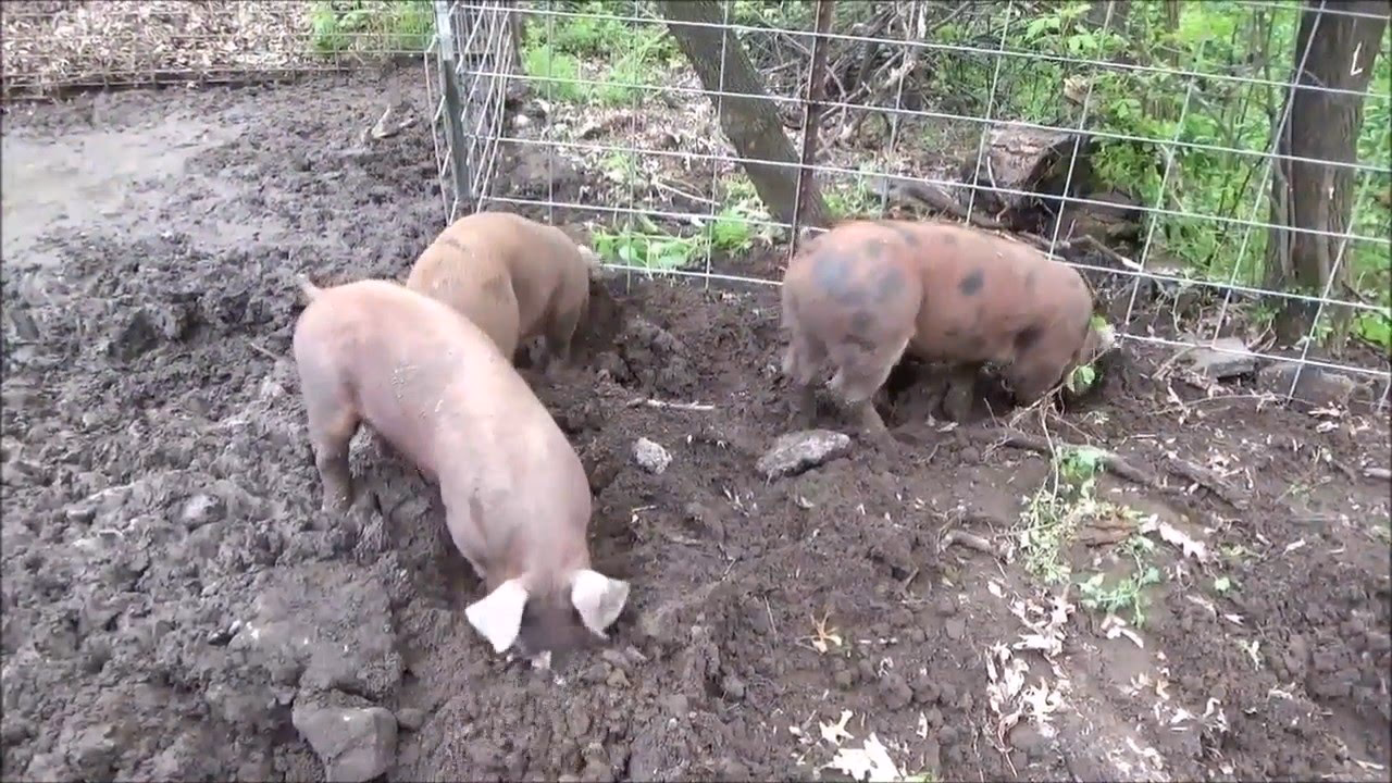 What is Pig Pen known for?