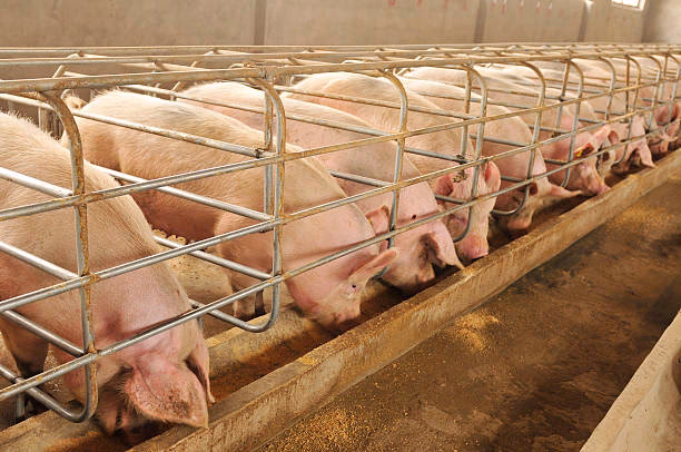 How many pigs should be in a pen?