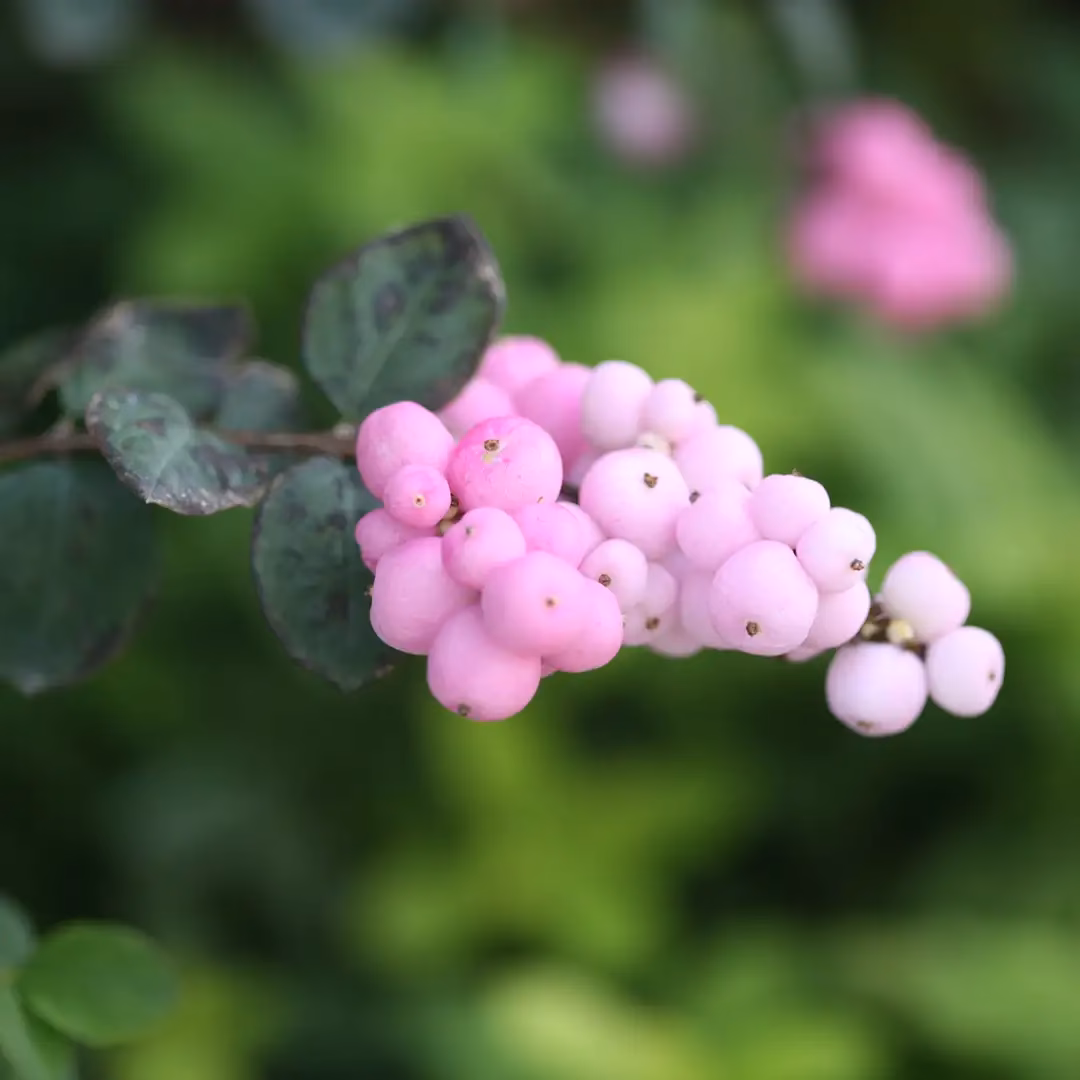 Where can I find Pink Pig Berry?