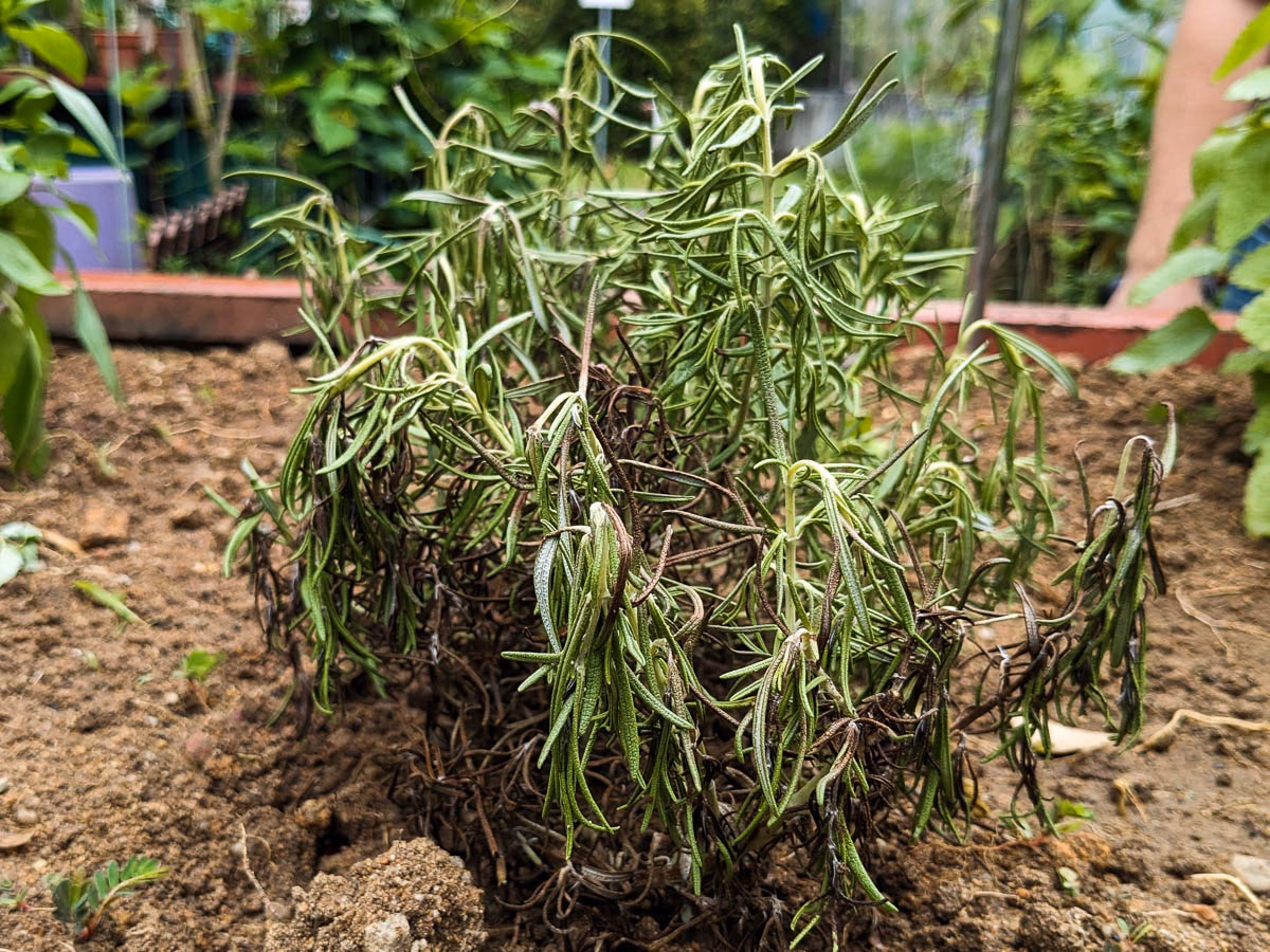 What causes withering & scorching in plants?