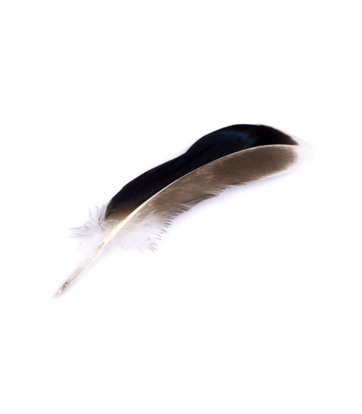 ¿Cómo evitar el olor a plumas de pato?