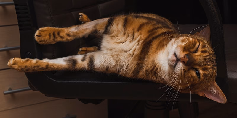 What is Push Push cat?