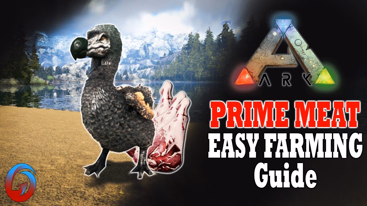 How do you get prime meat in Ark Survival ascended?