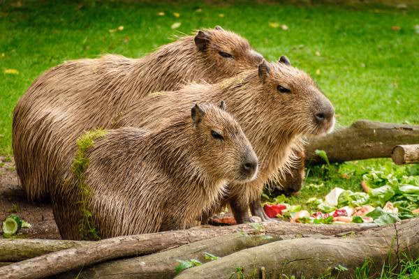 ¿Cuáles son las características de los capibaras?