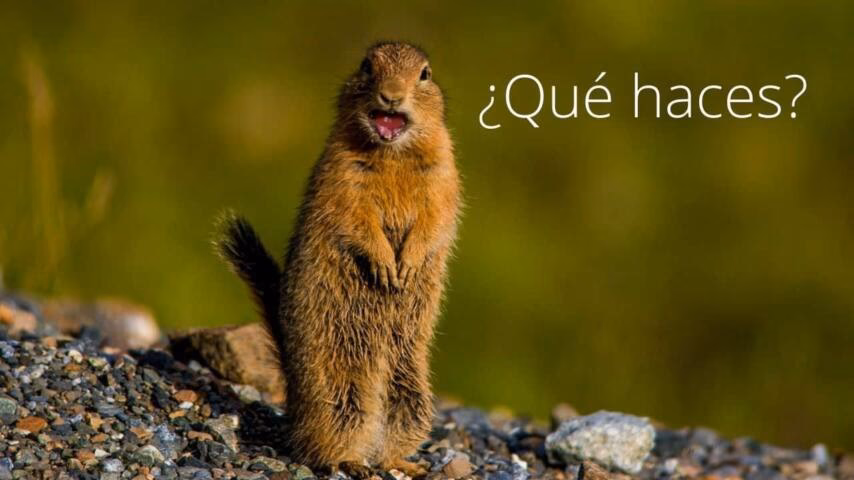What are you at Qué Haces?
