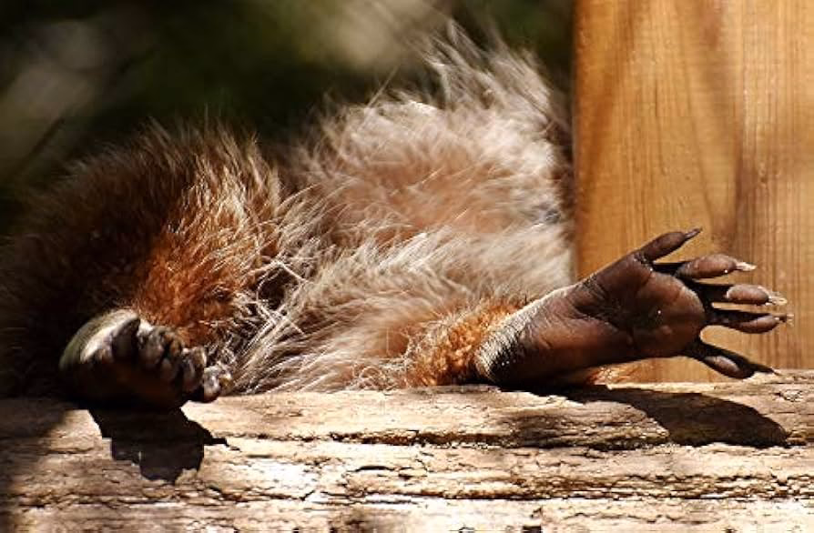 How many toes does a raccoon have?