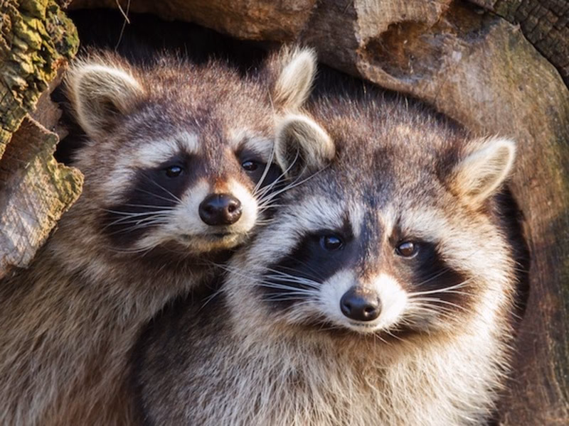 Do raccoons have rabies?