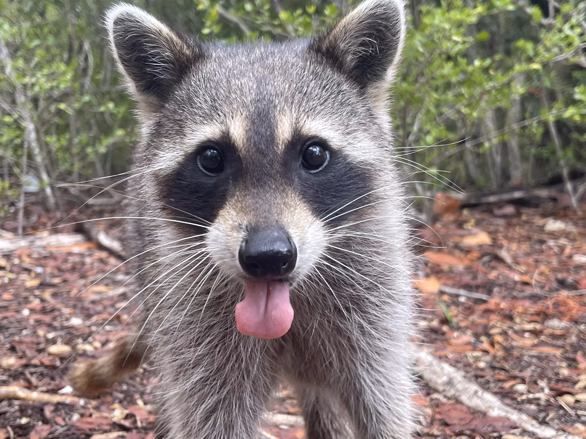 What are the highlights of a raccoon tour?