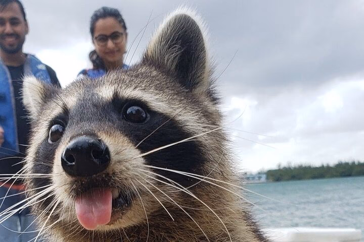 What makes Raccoon Island so special?
