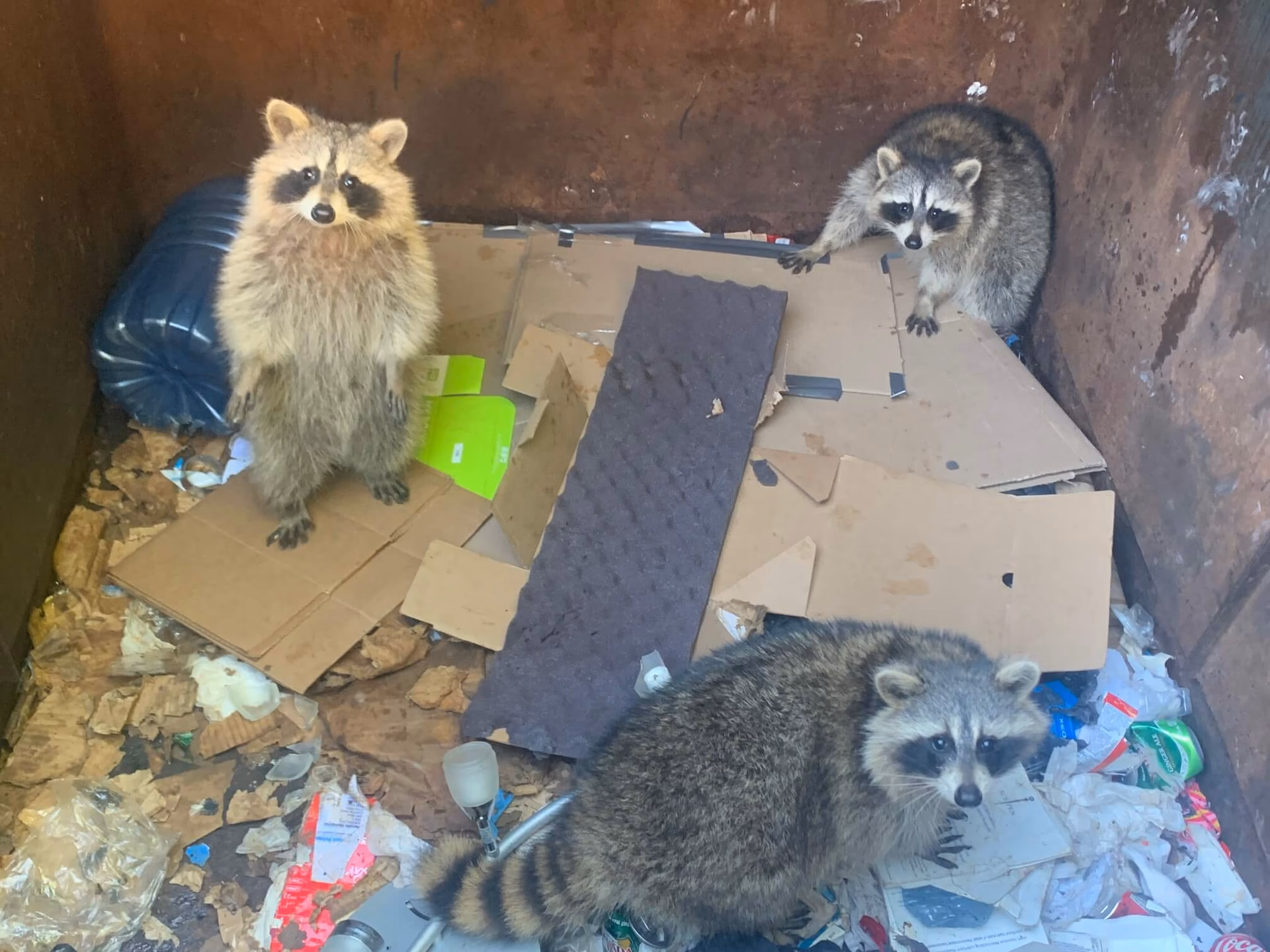 Does trash attract raccoons?