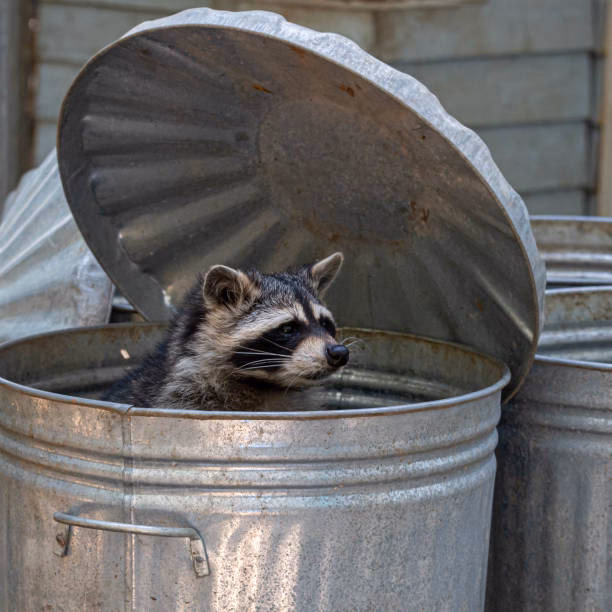 Is your trash a raccoon's treasure?