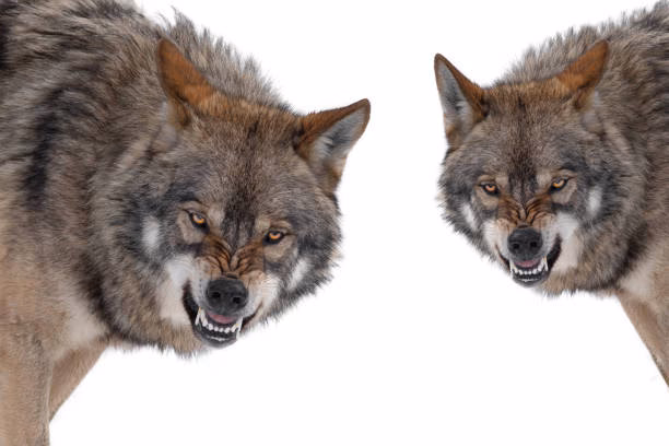 Who is madfang ragewolf?
